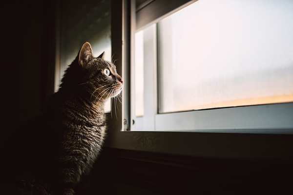 Paws for thought: why landlords’ differing pet policies matter for tenants’ well-being