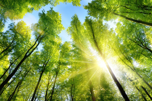 Children and young people to become co-creators of sustainable "treescapes"