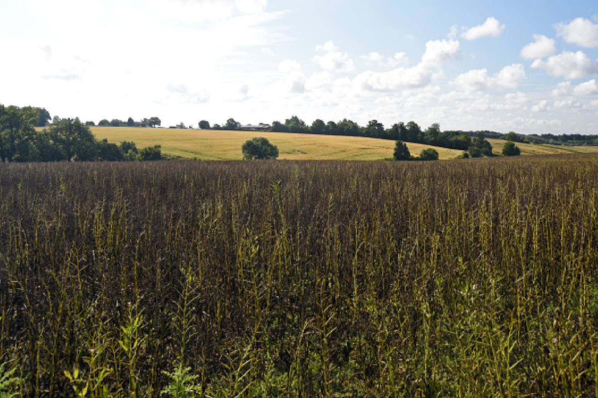Ground Control rewilding site in Essex