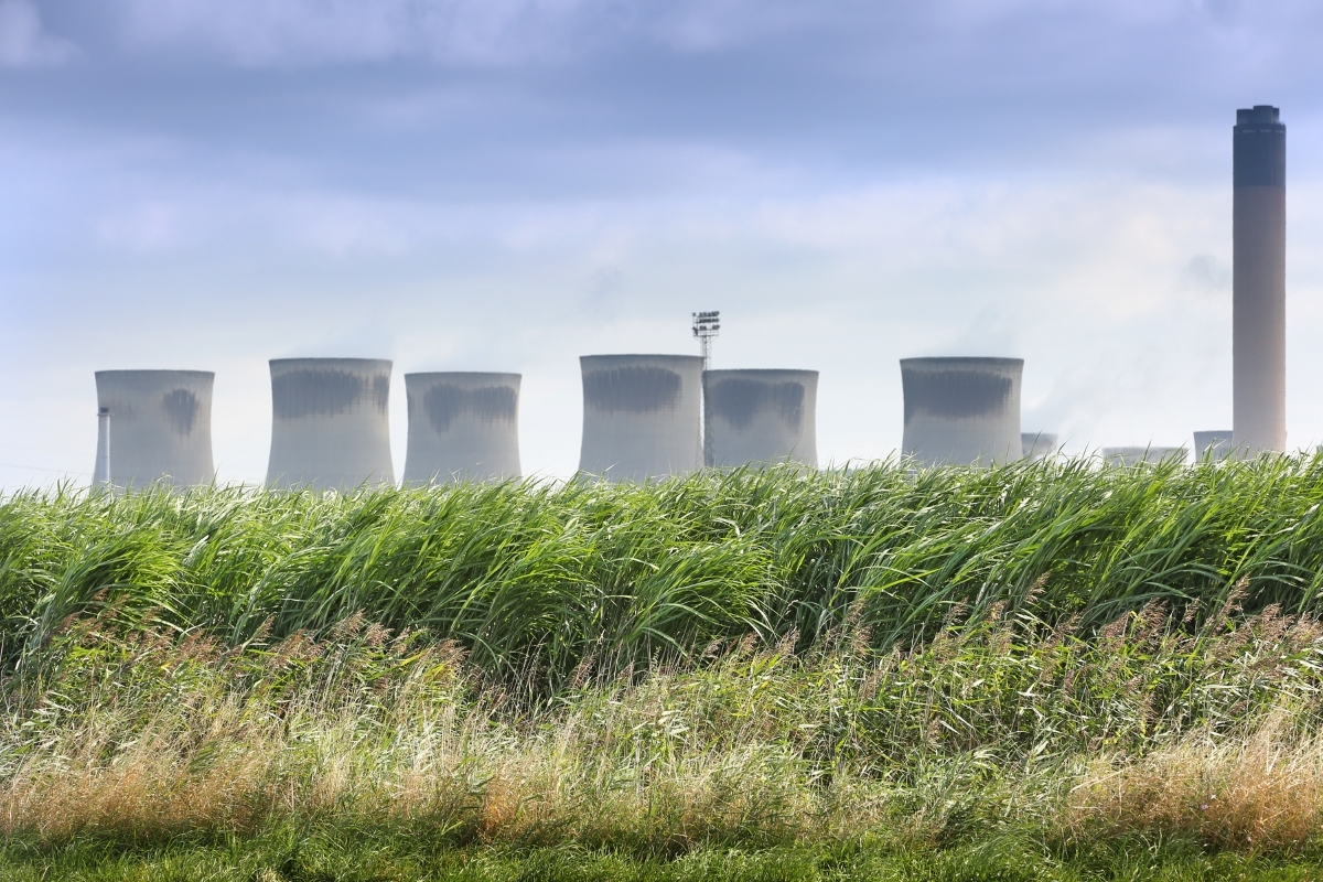 A Terra Vesta Miscanthus field located by Drax Power Station