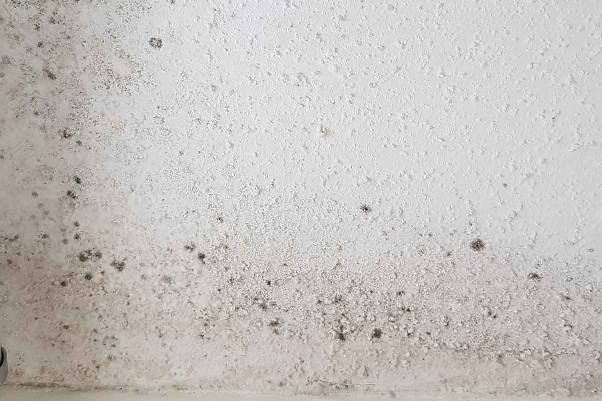 Welsh government seeks ‘urgent assurance’ from every social landlord about their approach to tackling damp and mould