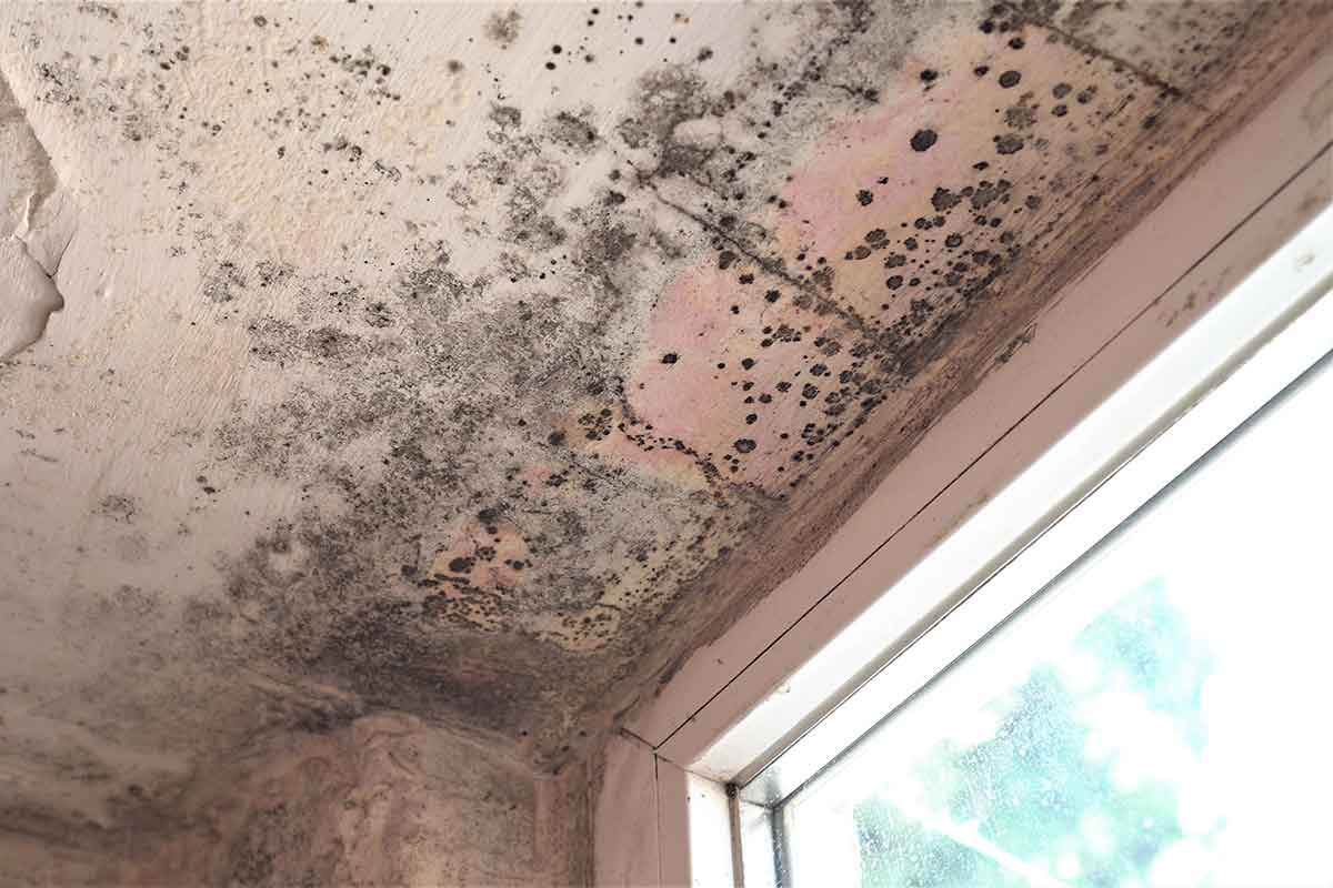 Tenant to sue council after developing incurable lung disease in mouldy flat