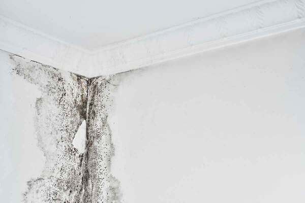 Twelve landlords self-refer to regulator over damp and mould issues