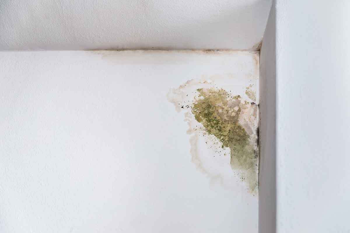 Scottish groups issue new guidance on tackling damp and mould