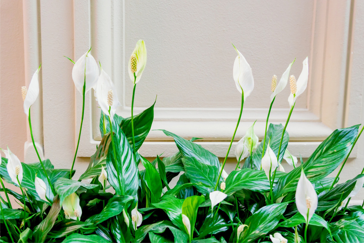 Common houseplant peace lily can improve indoor air quality