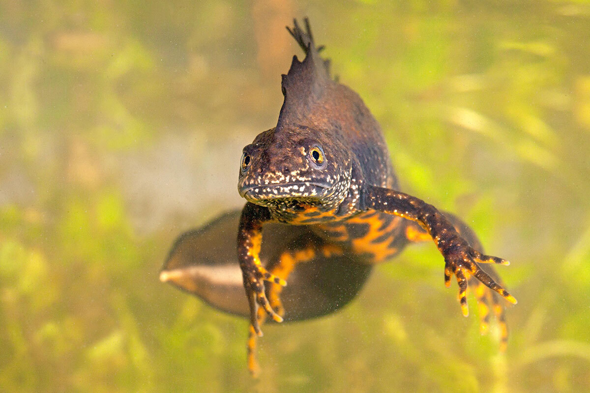 Nearly 130 housing developments affected by great crested newts in the past five years