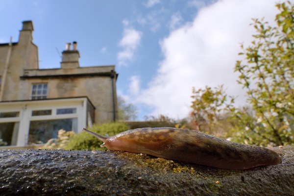 Tenant left in mouldy and slug-infested house awarded £5,000 by ombudsman