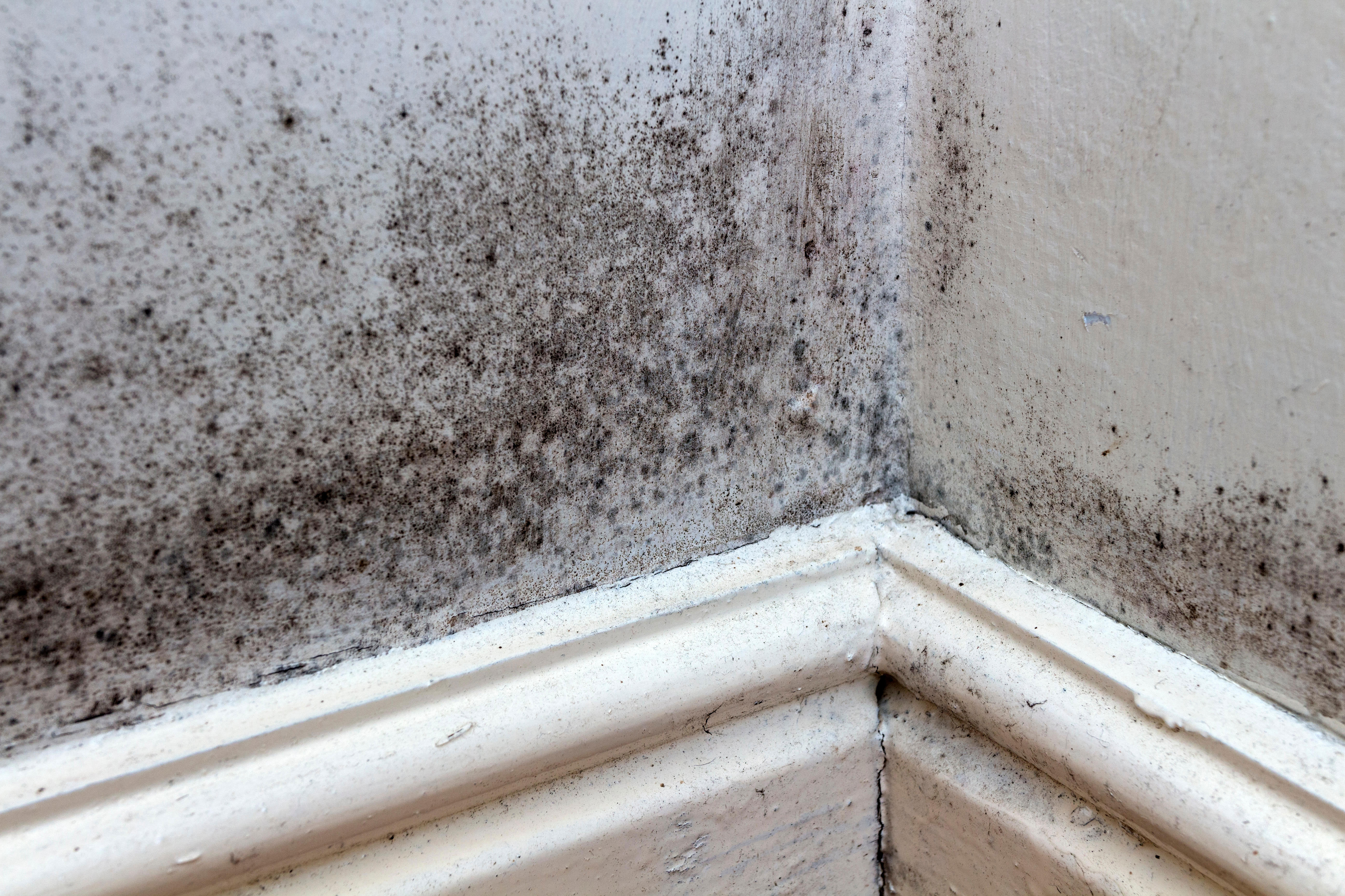 How the sector is tackling damp and mould