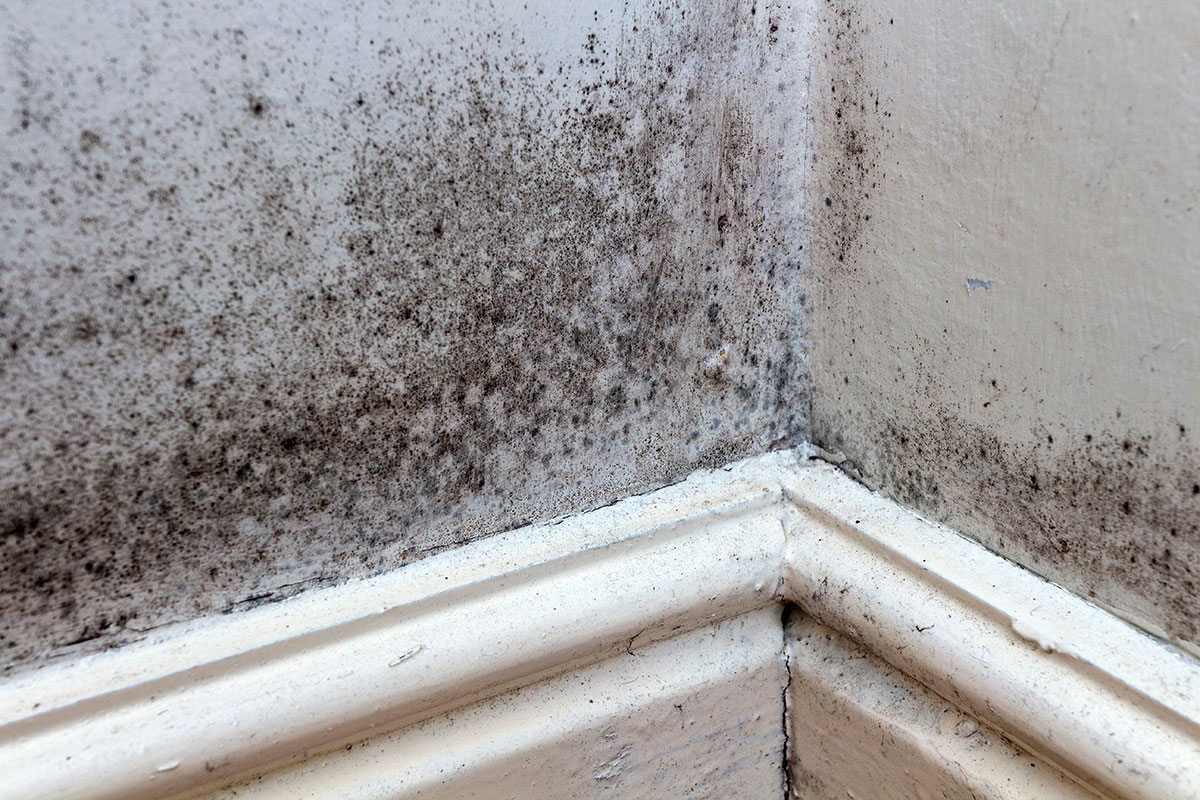 London council ordered to pay £5,400 over damp and mould failure