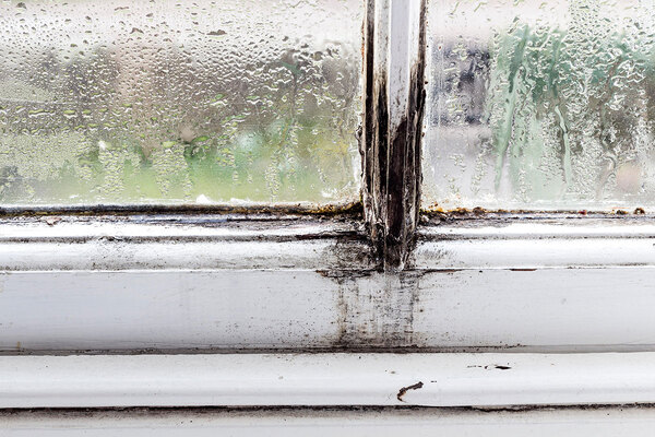 Council publishes extent of damp and mould hazards after review