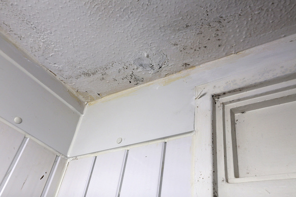 Residents left with mould and fungi in homes after large landlord’s repairs failings