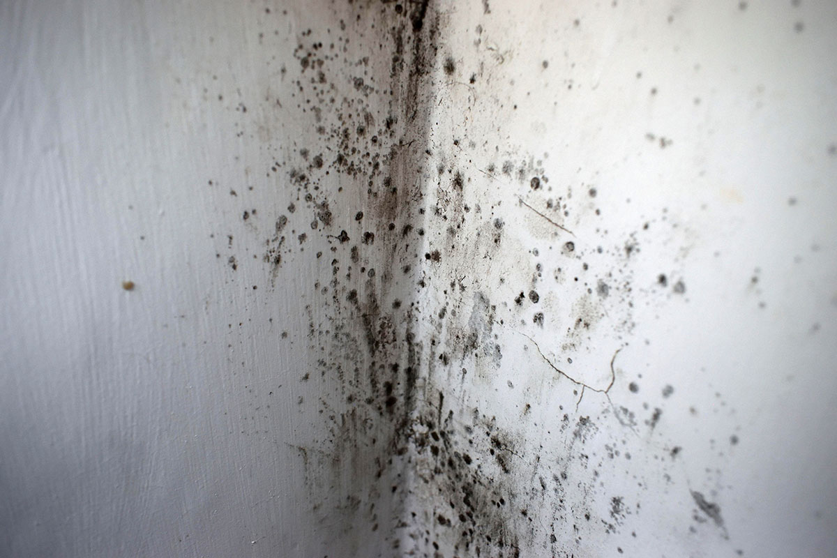 Inside Housing Emerging Leaders CPD programme: understanding the issue of damp and mould