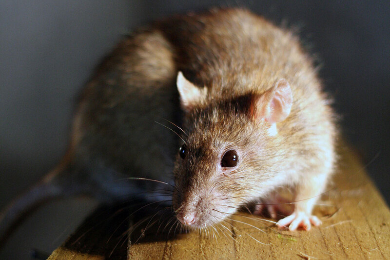 Inside Housing - News - Sovereign resident suffers rat infestation for ...