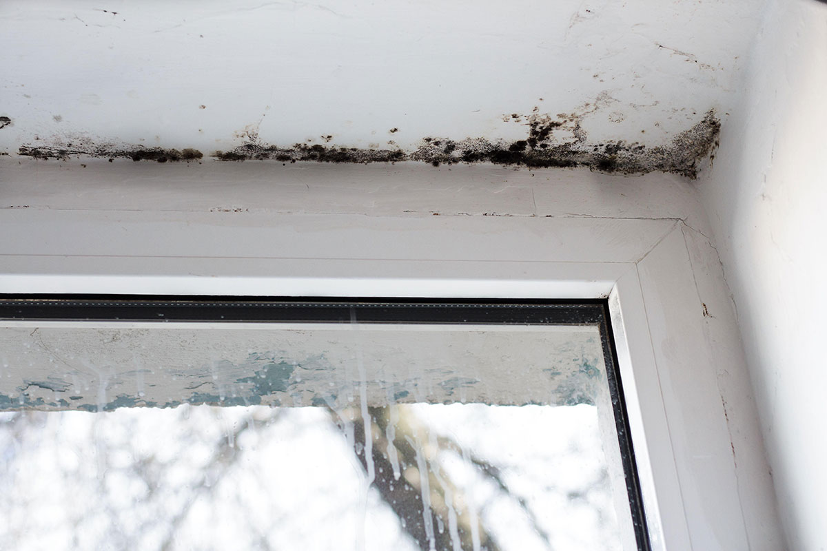Using digital technology to tackle damp and mould