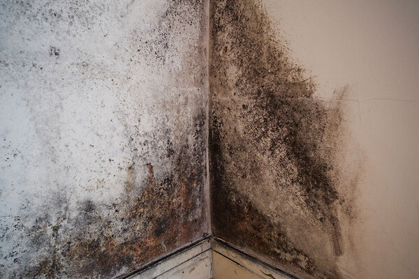 Two-thirds of children’s social workers see families living in ‘excessive’ mould or damp