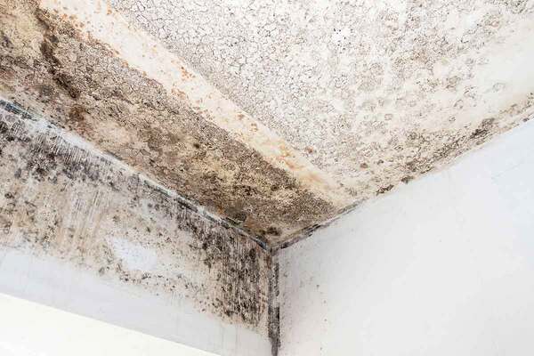 Flagship vows to ‘eradicate’ damp and mould after nearly 5,000 cases in a year