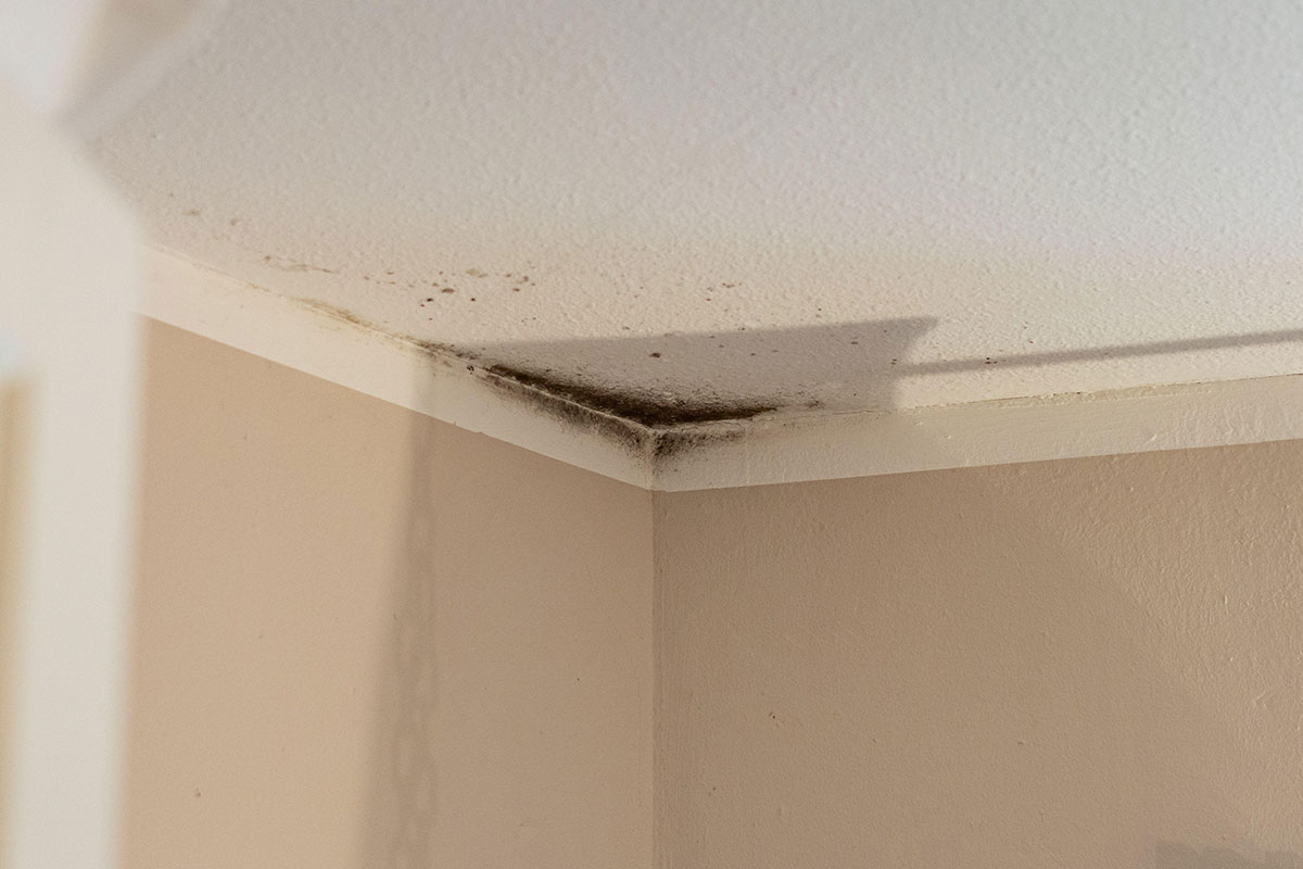 Scottish regulator looks to force landlords to report damp and mould cases