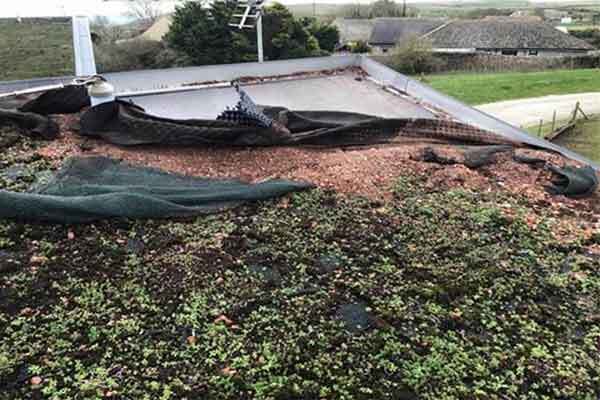 Watchdog identifies safety issues after landlord’s ‘living roof’ comes apart