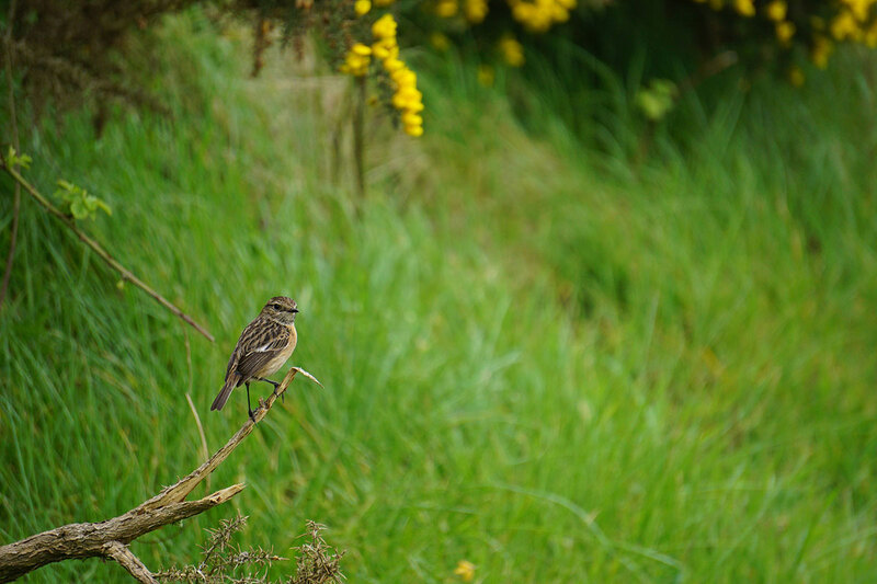 A small bird perched on branch A small bird perched on branch