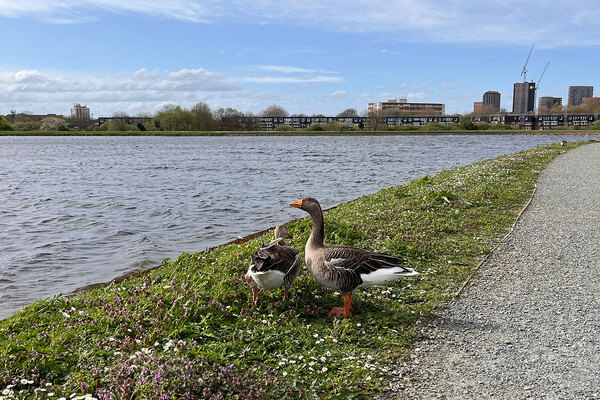 Waltham Forest Council declares nature emergency and launches recovery plan