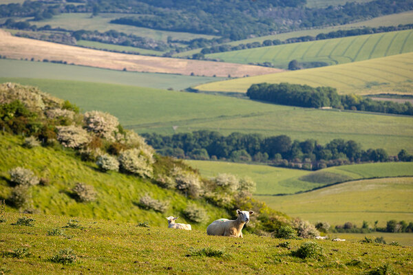 Biodiversity net gain: what developers can learn from one estate&rsquo;s rewilding project