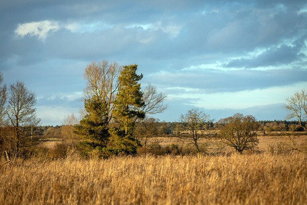 Organisation of the year &ndash; consultancy/service