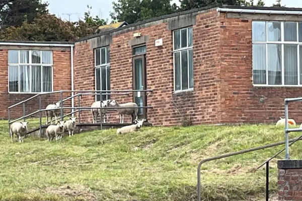 Welsh housing association uses sheep to maintain development site