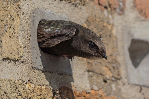 Green Party co-leader backs housing association pledge to install swift bricks in homes