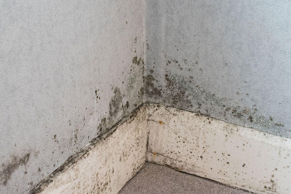 Anchor targets damp and mould with new recruits as it looks to finalise regulatory improvement plan