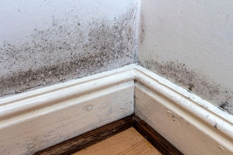 Mould in the corner of a room Mould in the corner of a room