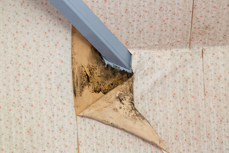 Wallpaper peeled back to reveal damp Wallpaper peeled back to reveal damp