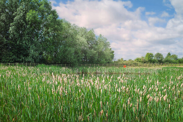 Government rolls back biodiversity net gain on small sites to speed up housebuilding
