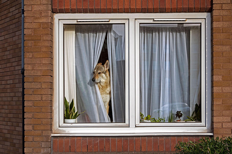 A dog sitting in a window A dog sitting in a window