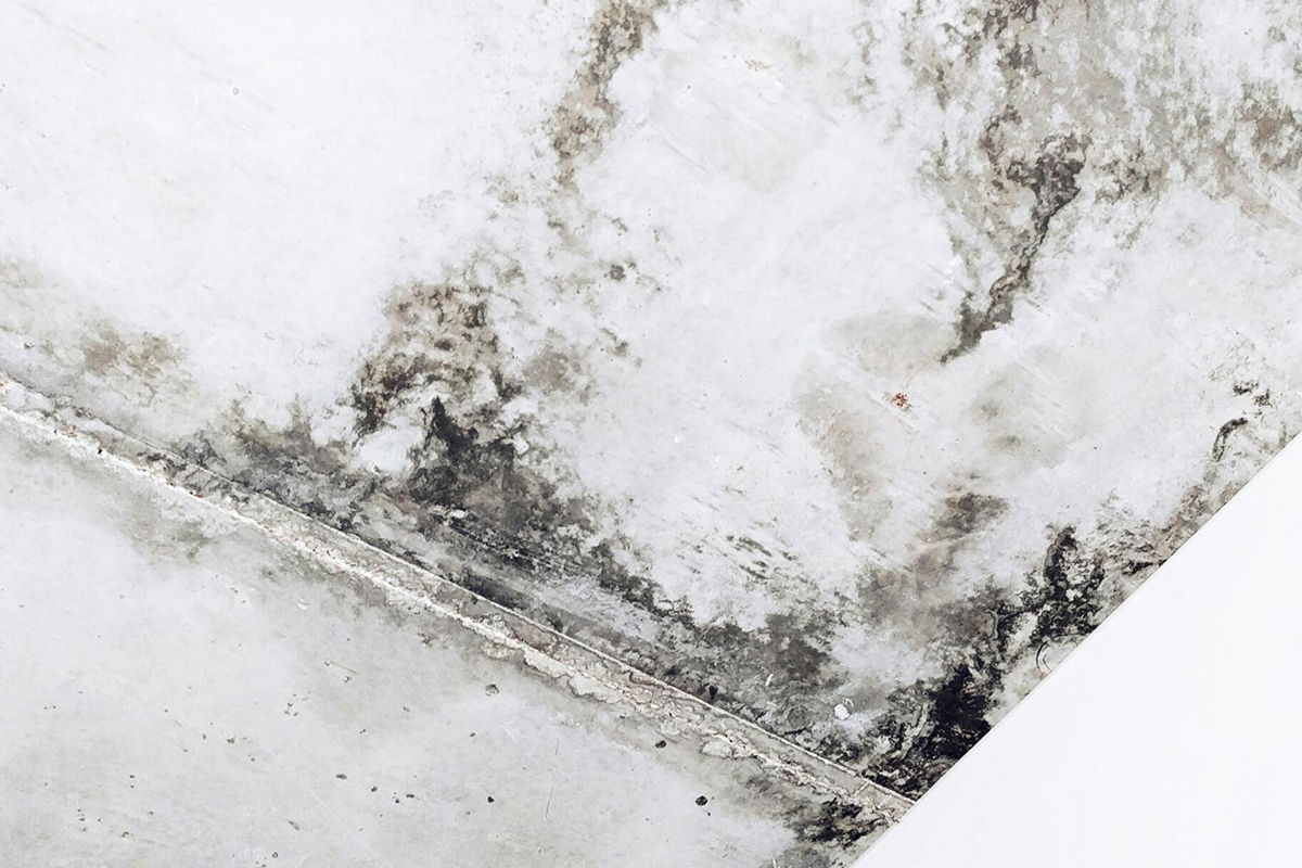 Why early detection is crucial to tackling damp and mould