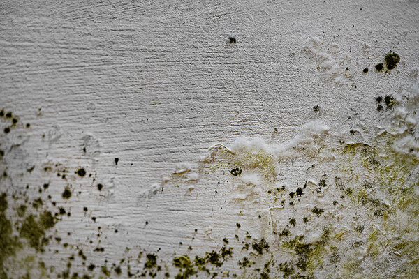 How technology can help solve the most difficult damp and mould cases